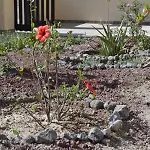 Floralia 3* Καρτεράδος