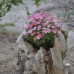 Maison d'hôtes Floralia 3*