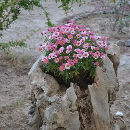 בית הארחה Floralia 3*