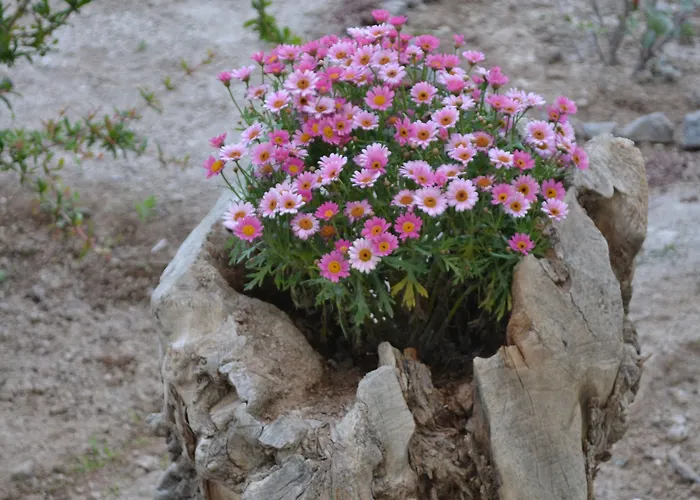 ゲストハウス フロラリア 3*